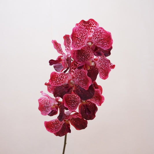 Artificial Vanda Orchid Stem – 31" Premium Real-Touch Moisture-Retaining Faux Flower for Wedding & Home Décor