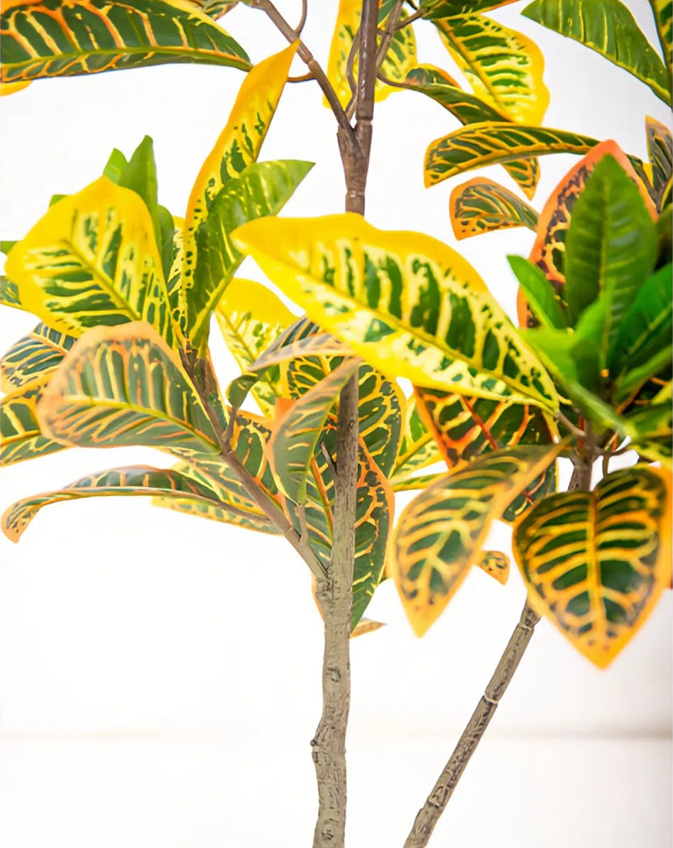 Artificial Golden Ficus Plant – Yellow-Green (2ft / 3ft, Plastic)